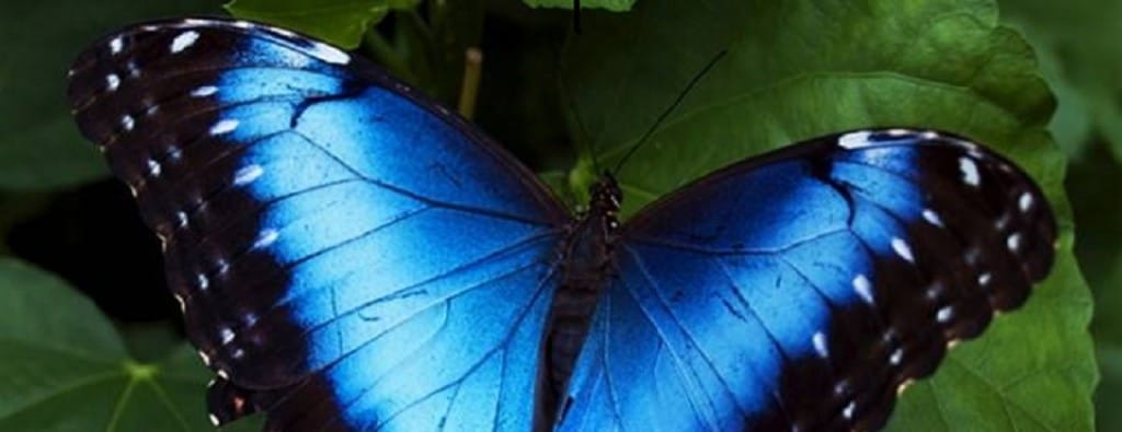 butterfly